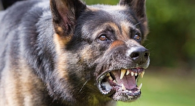 Başıboş sokak köpeği raporu Erdoğan'a sunuldu