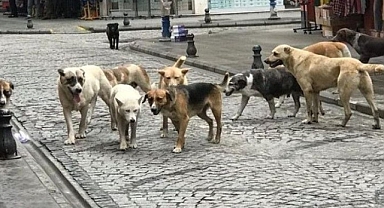 Başıboş sokak köpekleri düzenlemesinde sona yaklaşıldı