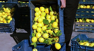Mersin'de 380 ton limonu kayıt dışı stokladılar!