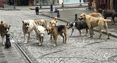 sokak köpeği düzenlemesi TBMM'den geçti: İşte yeni dönemde uygulanacak maddeler