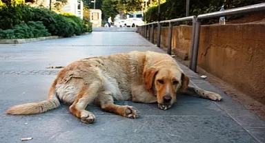 İstanbul Valiliğinden ‘Sokak Hayvanları’ Talimatı