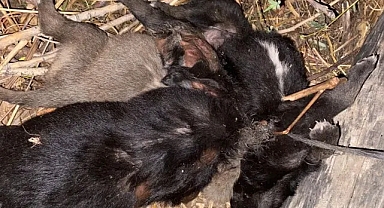 3 yavru köpek birbirlerine iple bağlanarak boğulmuş halde bulundu