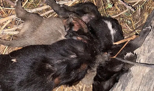 3 yavru köpek birbirlerine iple bağlanarak boğulmuş halde bulundu
