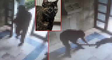 Başakşehir'de Kediye İşkence Davasında Karar: 3 yıl 8 ay Hapis Cezası