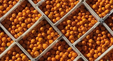 6 Ton Zehirli Mandalina İmha Edildi