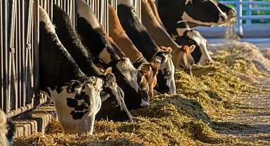 Tarım Ve Orman Bakanlığı Şap Hastalığının Kontrol Altına Alındığını Duyurdu