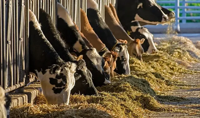 Tarım Ve Orman Bakanlığı Şap Hastalığının Kontrol Altına Alındığını Duyurdu