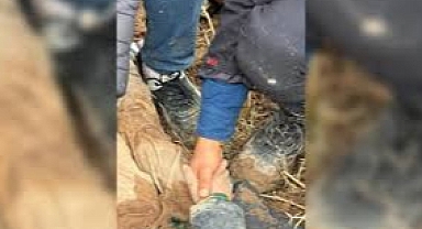 Hatay'da Dayısı, 10 Yaşındaki Çocuğu Canlı Canlı Gömdü