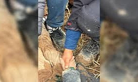 Hatay'da Dayısı, 10 Yaşındaki Çocuğu Canlı Canlı Gömdü