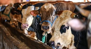 Kurbanlık pazarları kuruluyor. İlk fiyatlar belli oldu