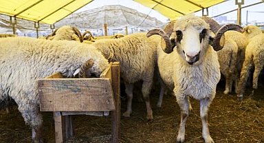 Diyanet, vekaletle kurban kesim bedelini açıkladı 