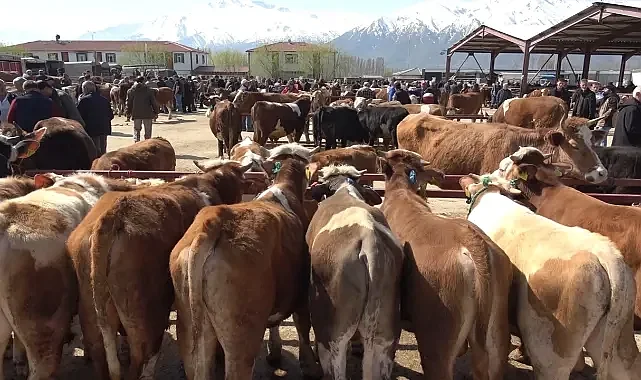 Diyanet, vekaletle kurban kesim bedelini açıkladı 
