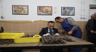 2023 Yılı Aşılı Asma Fidanı Üretim Çalışmaları Başladı