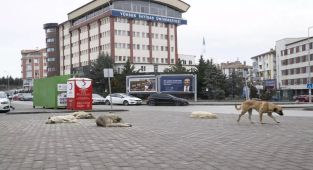 Ankara'da köpeklerin sürü halinde saldırdığı çocuk hayatını kaybetti