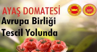 Ayaş Domatesi Avrupa’da Tescil Ediliyor