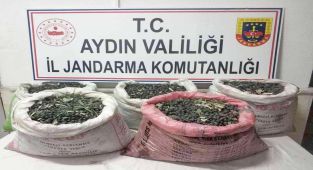 Aydın’da 10 zeytin hırsızı yakalandı