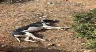 Aydın’da sokak köpeğine tecavüz eden sapığın cezası belli oldu