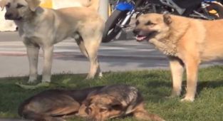 Başıboş köpekler okul bahçesinde öğretmene saldırarak yaraladı