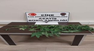 Çine’de kenevir operasyonu