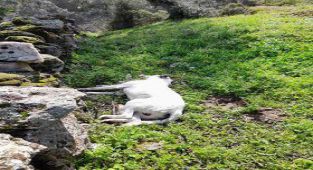 Çine’de sokak köpeklerinin zehirlendiği iddia edildi