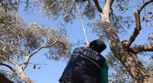 Efeler'de zeytin hasadı bitti budama başladı