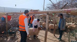 Mardin'de Kurbanlar depremzedeler için kesiliyor