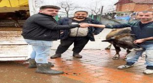 Sinop'ta bir çiftçi ineğini depremzedeler için bağışladı